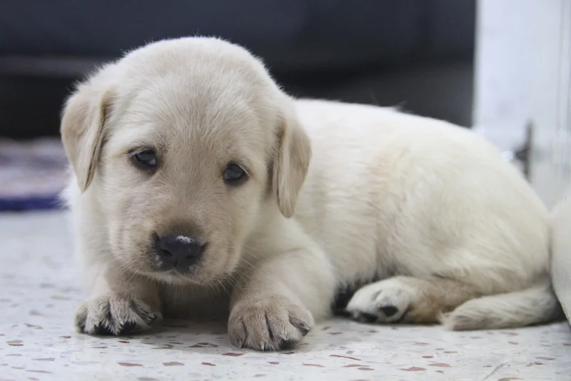 Wellness-New Puppy Visits - Granada Animal Hospital
