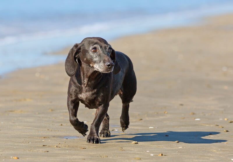 do dogs really need a annual exam